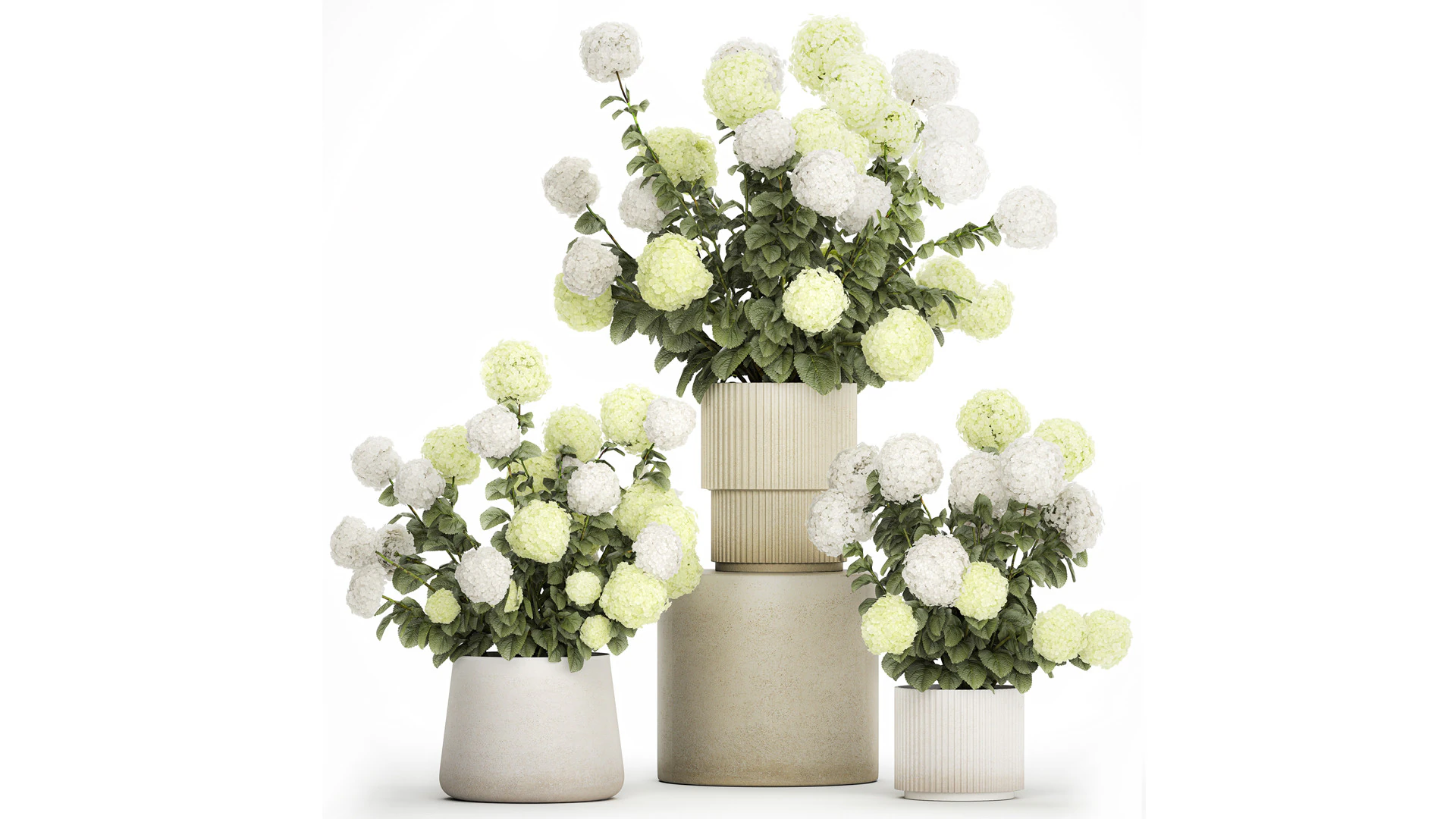 Potted Plants Hydrangea Outdoor White Flowers 1483 3D Model .c4d .max .obj .3ds .fbx .stl .blend 