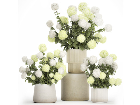 Potted Plants Hydrangea Outdoor White Flowers 1483 3D 모델