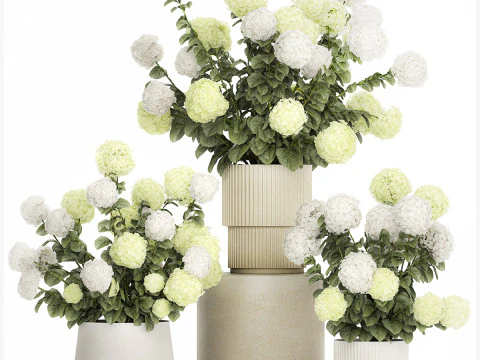 Potted Plants Hydrangea Outdoor White Flowers 1483 3D Model