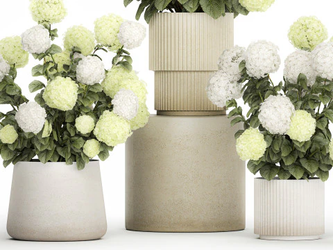 Potted Plants Hydrangea Outdoor White Flowers 1483 3D Model