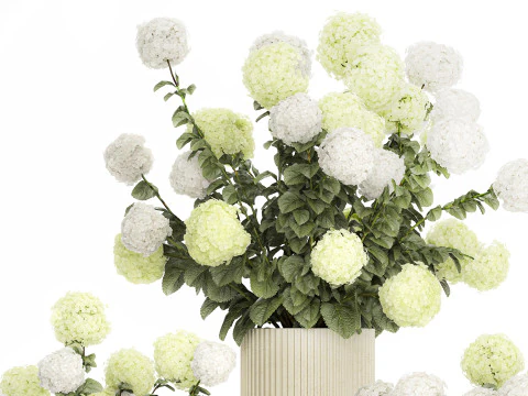 Potted Plants Hydrangea Outdoor White Flowers 1483 3D Model