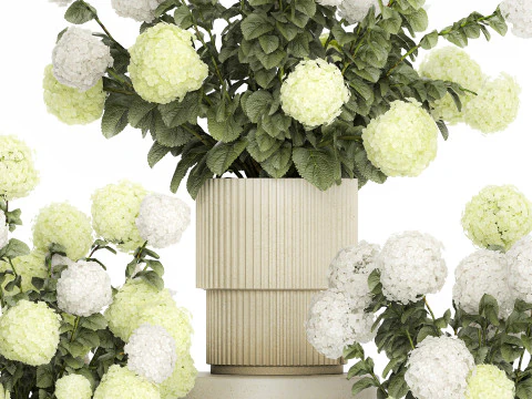 Potted Plants Hydrangea Outdoor White Flowers 1483 3D Model