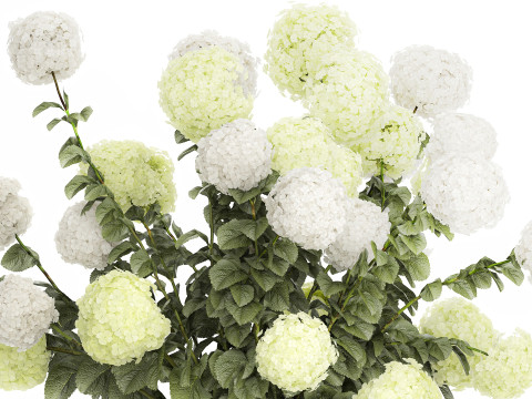 Potted Plants Hydrangea Outdoor White Flowers 1483 3D 모델