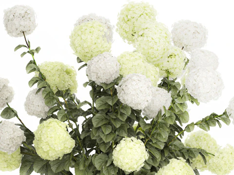 Potted Plants Hydrangea Outdoor White Flowers 1483 3D Model