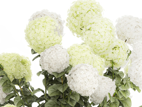 Potted Plants Hydrangea Outdoor White Flowers 1483 3D 모델