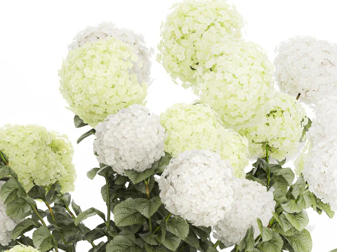 Potted Plants Hydrangea Outdoor White Flowers 1483 3D Model