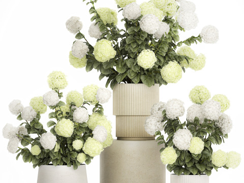 Potted Plants Hydrangea Outdoor White Flowers 1483 3D 모델