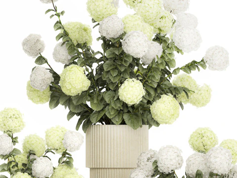 Potted Plants Hydrangea Outdoor White Flowers 1483 3D Model