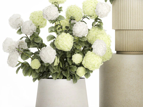 Potted Plants Hydrangea Outdoor White Flowers 1483 3D Model