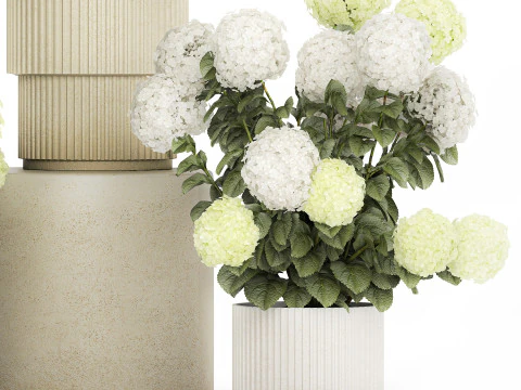 Potted Plants Hydrangea Outdoor White Flowers 1483 3D Model
