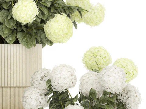 Potted Plants Hydrangea Outdoor White Flowers 1483 3D Model