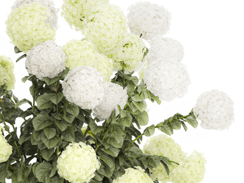 Potted Plants Hydrangea Outdoor White Flowers 1483 3D 모델