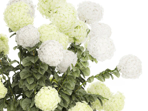 Potted Plants Hydrangea Outdoor White Flowers 1483 3D Model