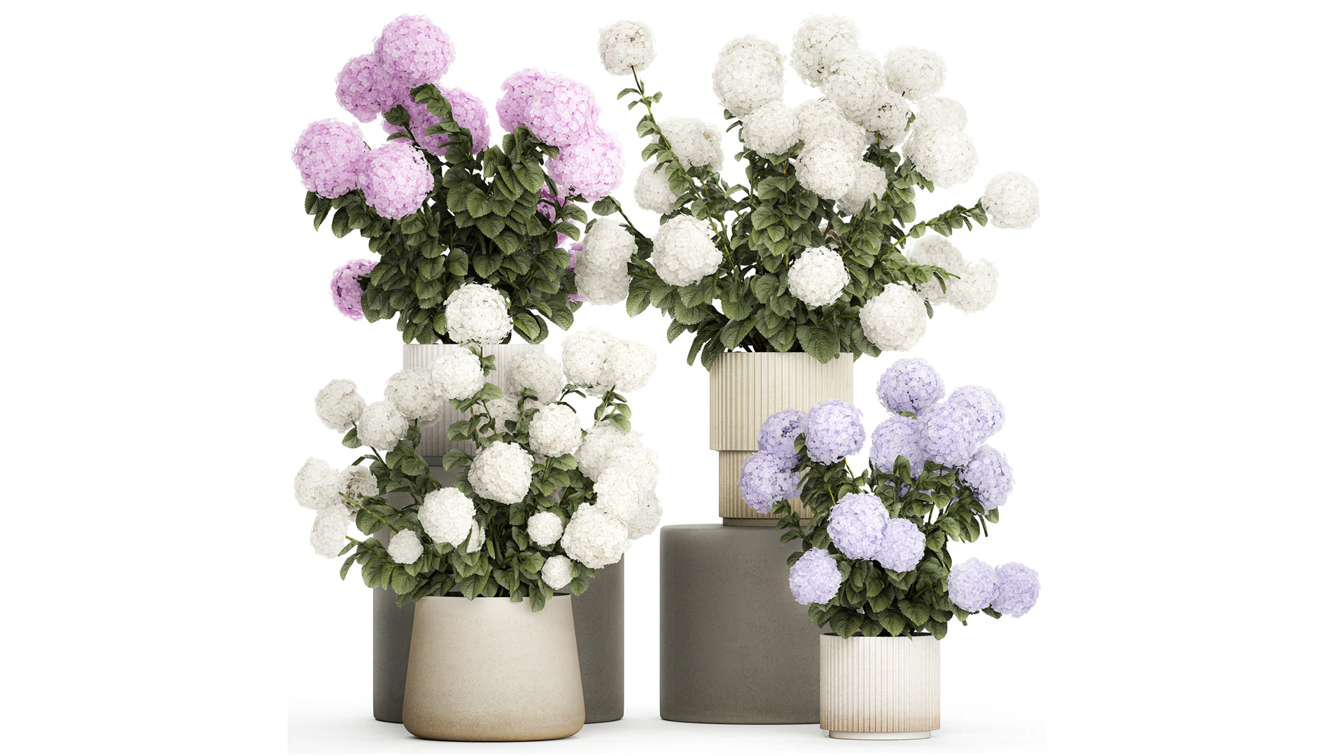 Potted plants bushes blooming hydrangea flowers 1484 3D Model .c4d .max .obj .3ds .fbx .stl .blend 