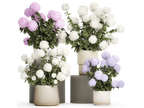 Potted plants bushes blooming hydrangea flowers 1484 3D 모델