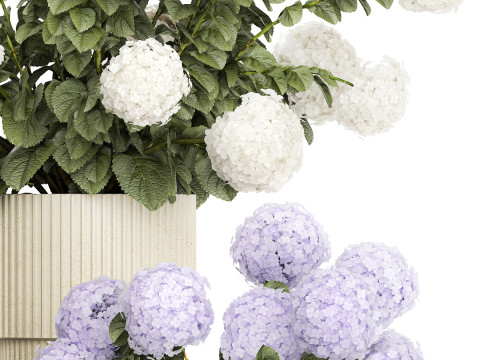 Potted plants bushes blooming hydrangea flowers 1484 Modello 3D