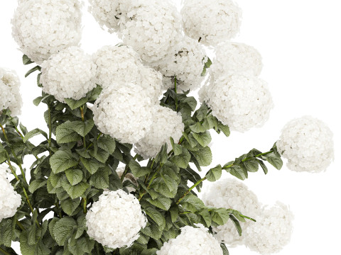 Potted plants bushes blooming hydrangea flowers 1484 Modello 3D