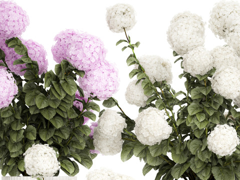 Potted plants bushes blooming hydrangea flowers 1484 Modello 3D