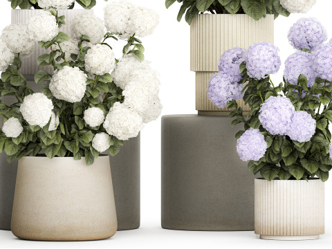 Potted plants bushes blooming hydrangea flowers 1484 Modello 3D