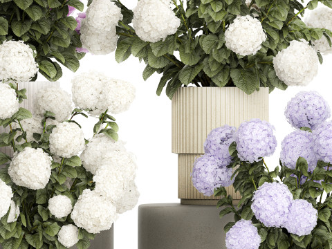 Potted plants bushes blooming hydrangea flowers 1484 Modello 3D
