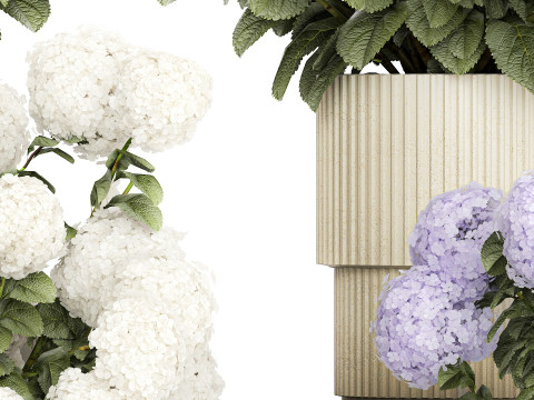 Potted plants bushes blooming hydrangea flowers 1484 Modello 3D