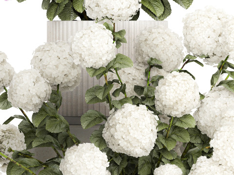 Potted plants bushes blooming hydrangea flowers 1484 Modello 3D