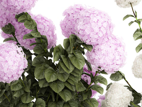 Potted plants bushes blooming hydrangea flowers 1484 3D Model