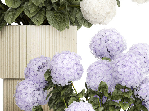 Potted plants bushes blooming hydrangea flowers 1484 Modello 3D