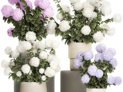Potted plants bushes blooming hydrangea flowers 1484 Modello 3D