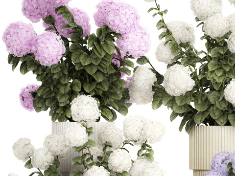 Potted plants bushes blooming hydrangea flowers 1484 Modello 3D