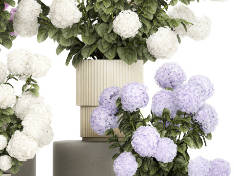 Potted plants bushes blooming hydrangea flowers 1484 Modello 3D