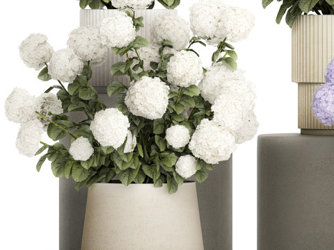 Potted plants bushes blooming hydrangea flowers 1484 Modello 3D