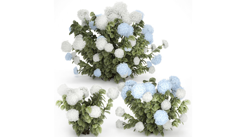 Bushes White Blue Hydrangea With Flowers Garden 1483 3D Model .c4d .max .obj .3ds .fbx .stl .blend