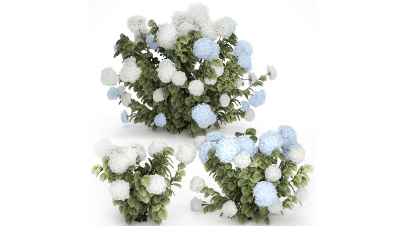 Struiken Wit Blauwe Hortensia Met Bloementuin 1483 3D Model .c4d .max .obj .3ds .fbx .stl .blend 