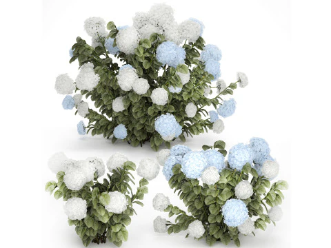 Buissons Hortensia Blanc Bleu Avec Jardin De Fleurs 1483 Modèle 3D