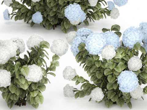 Struiken Wit Blauwe Hortensia Met Bloementuin 1483 3D Model