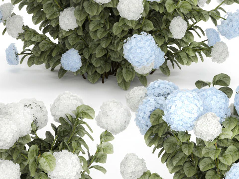Struiken Wit Blauwe Hortensia Met Bloementuin 1483 3D Model