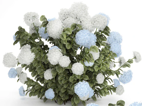 Struiken Wit Blauwe Hortensia Met Bloementuin 1483 3D Model