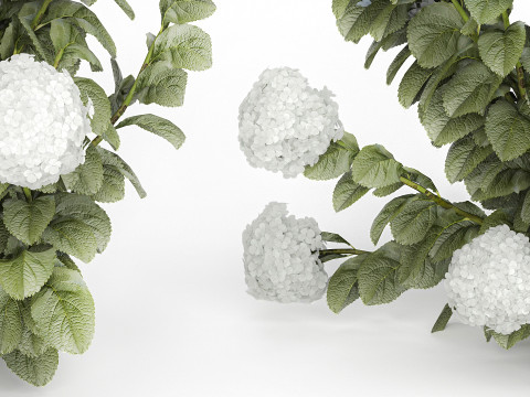 Bushes White Blue Hydrangea With Flowers Garden 1483 3D Model