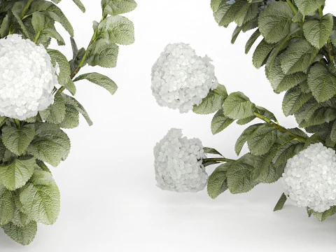 Struiken Wit Blauwe Hortensia Met Bloementuin 1483 3D Model