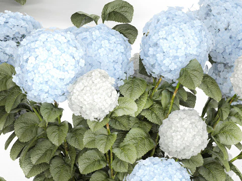 Struiken Wit Blauwe Hortensia Met Bloementuin 1483 3D Model