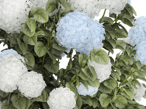 Struiken Wit Blauwe Hortensia Met Bloementuin 1483 3D Model
