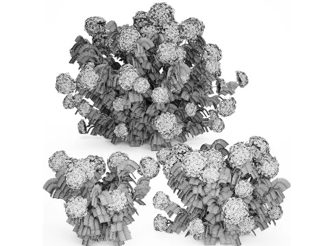 Struiken Wit Blauwe Hortensia Met Bloementuin 1483 3D Model