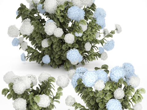 Bushes White Blue Hydrangea With Flowers Garden 1483 3D Model