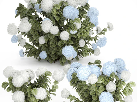 Struiken Wit Blauwe Hortensia Met Bloementuin 1483 3D Model