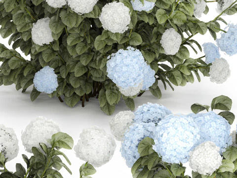 Struiken Wit Blauwe Hortensia Met Bloementuin 1483 3D Model