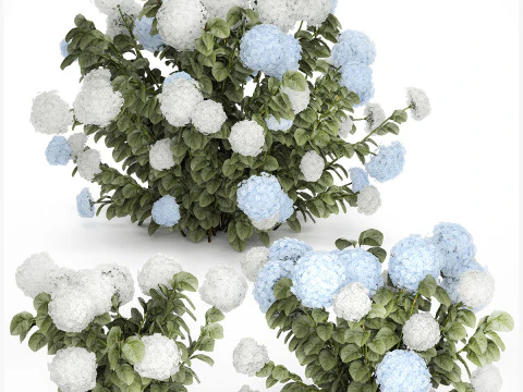 Struiken Wit Blauwe Hortensia Met Bloementuin 1483 3D Model