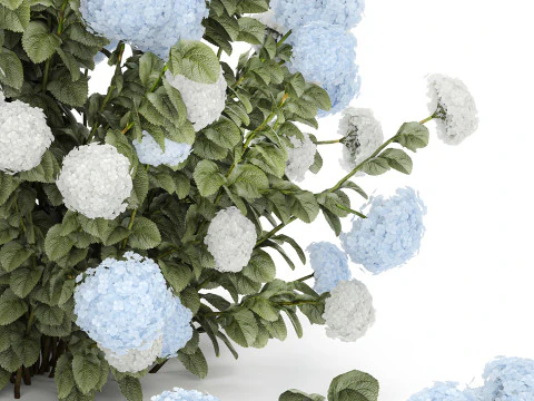 Struiken Wit Blauwe Hortensia Met Bloementuin 1483 3D Model