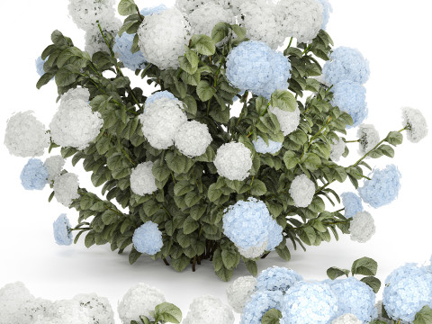 Bushes White Blue Hydrangea With Flowers Garden 1483 3D Model
