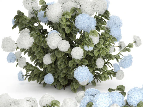Struiken Wit Blauwe Hortensia Met Bloementuin 1483 3D Model